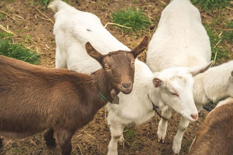 Altitude - A Tiny House Experience In A Goat Farm By Tiny Away - Tourism Hervey Bay 2