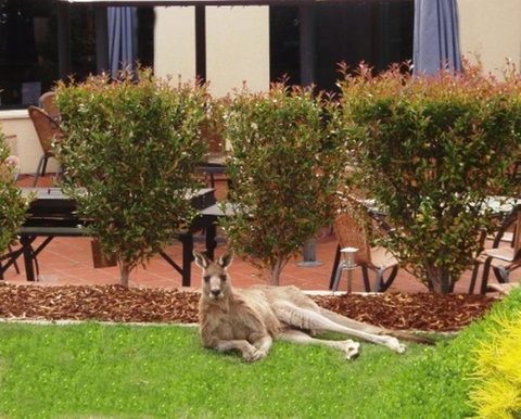 Alpha Hotel Canberra - Hervey Bay Accommodation 3