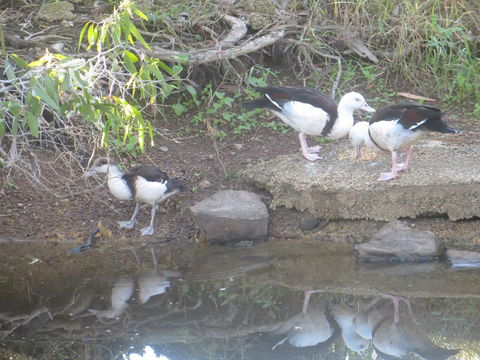 Hay Point Country BnB - Hervey Bay Accommodation 22