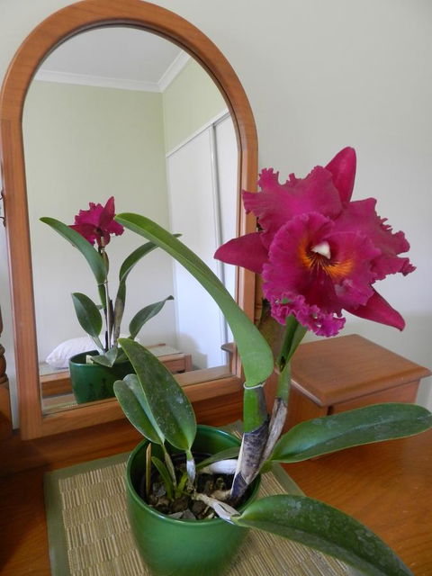 Hay Point Country BnB - Hervey Bay Accommodation 10