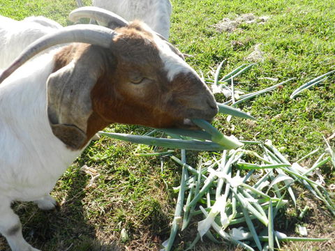 Hay Point Country BnB - Hervey Bay Accommodation 15