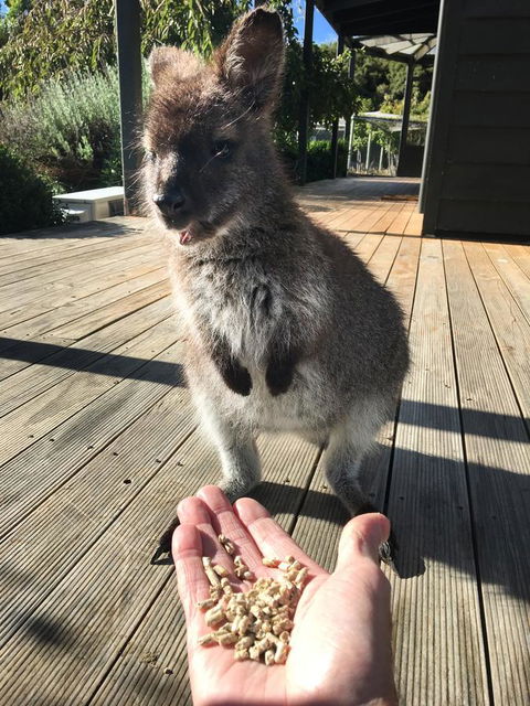 Parnella Adventure Bay, Bruny Island - Hervey Bay Accommodation 17