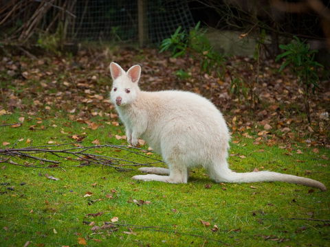 Parnella Adventure Bay, Bruny Island - Hervey Bay Accommodation 20