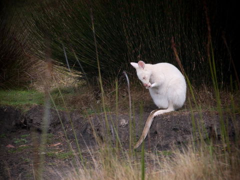 Parnella Adventure Bay, Bruny Island - Hervey Bay Accommodation 18