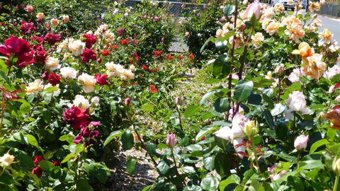 Cabernet Cottage - Tourism Hervey Bay 3
