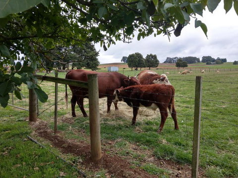 Cradle At Casa Blanca Country Retreat - Hervey Bay Accommodation 3