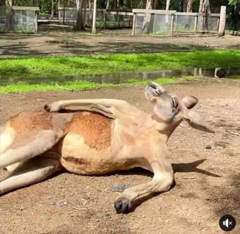 D110 Sweet Melon Super Stay-fantastic - Hervey Bay Accommodation 2