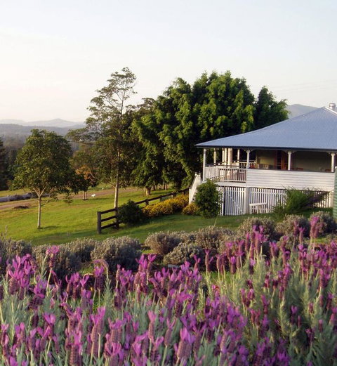 Dayboro - Blue Ridge Lavender Cottage - Tourism Hervey Bay 4