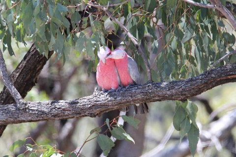 Glenaven Country Escape - Tourism Hervey Bay 4