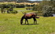 Honeycomb Hill Of Yarra Valley - thumb 3