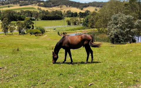 Honeycomb Hill Of Yarra Valley - Tourism Hervey Bay 3