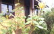 Albion Cottage - thumb 0