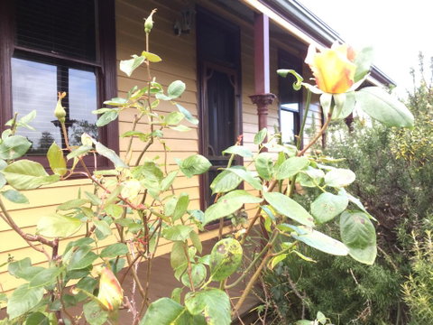 Albion Cottage - Hervey Bay Accommodation 0