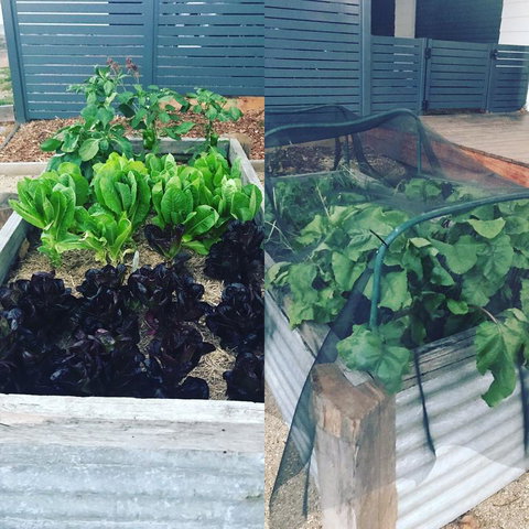 AMs Farm Stay - Hervey Bay Accommodation 3