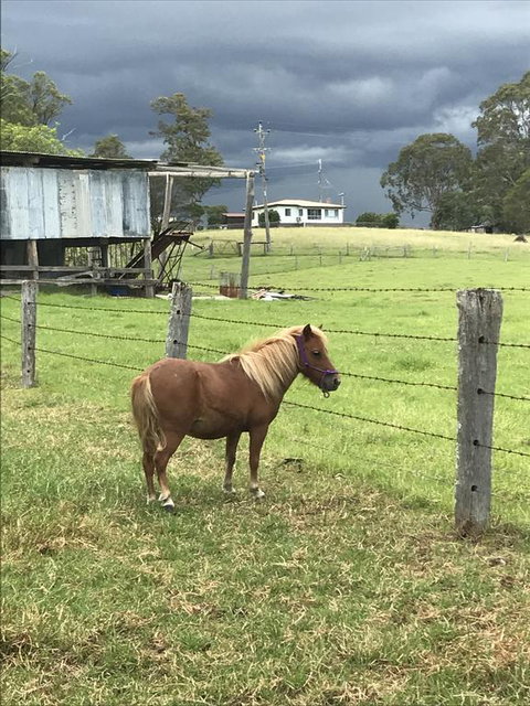 AMs Farm Stay - Hervey Bay Accommodation 0