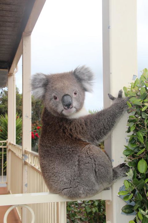Angela's Beach Stays - Tourism Hervey Bay 3