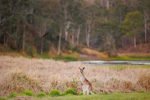 MN Happy Nest By Tiny Away - Tourism Hervey Bay 2
