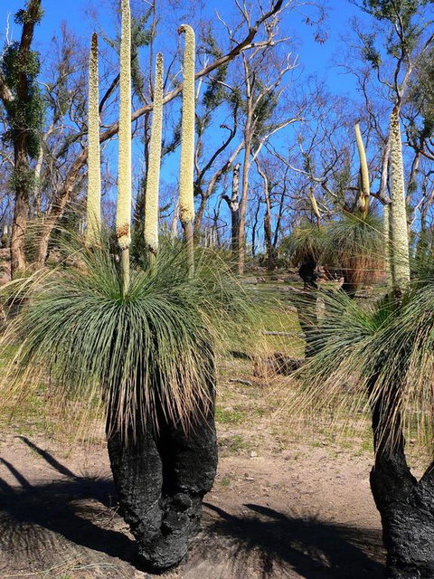 Aurora Cottages Bush Retreat - Hervey Bay Accommodation 3