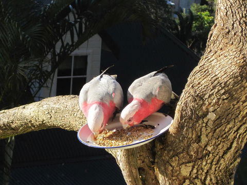 Avoca Breezes - Hervey Bay Accommodation 2