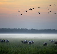 Bamurru Plains - Tourism Hervey Bay