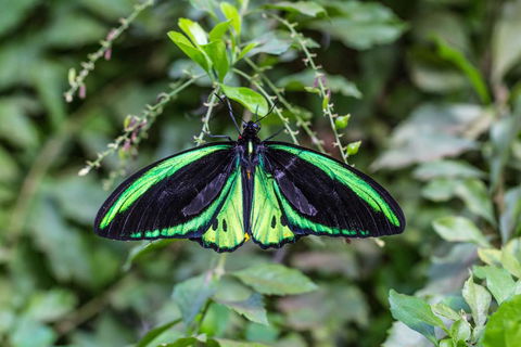 Batchelor Butterfly Farm - Hervey Bay Accommodation 2