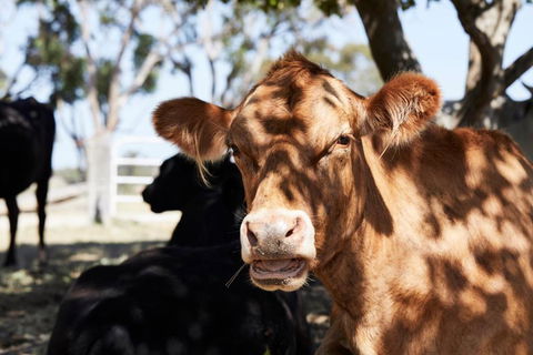 Ridgemill Estate - Hervey Bay Accommodation 3