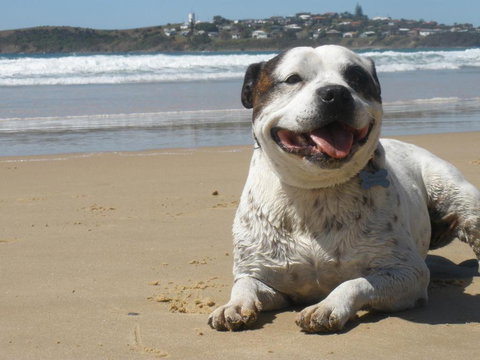 Safety Beach Ocean Bungalows - Hervey Bay Accommodation 1