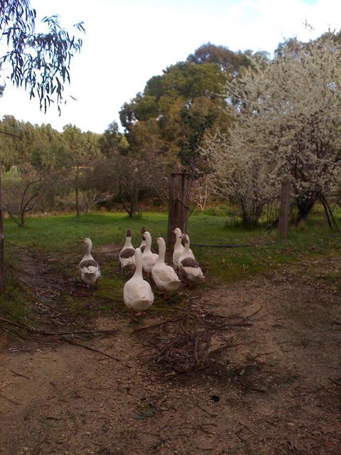 Bellbrae Harvest - Hervey Bay Accommodation 3