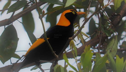 Bellthorpe Stays - Tourism Hervey Bay 3