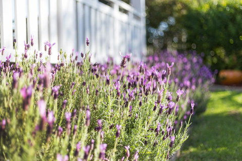 BIRCHES B&B - Hervey Bay Accommodation 3