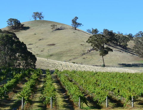 Blue House At Mountainside Wines - Hervey Bay Accommodation 3