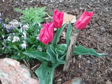 Blueberry B&B - Hervey Bay Accommodation 3