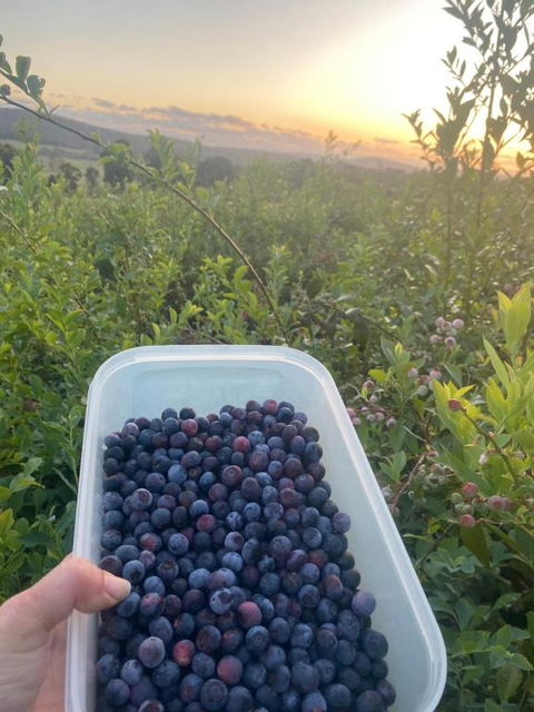 Tinglewood Cabins - Hervey Bay Accommodation 2