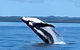 Whale\'s Tail Cabin At Hervey Bay - thumb 1