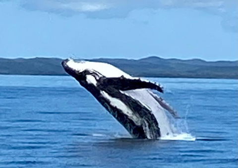 Whale\'s Tail Cabin At Hervey Bay - Hervey Bay Accommodation 1
