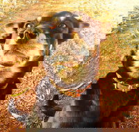 Perth Kids Explorer Private Day Tour - Hervey Bay Accommodation