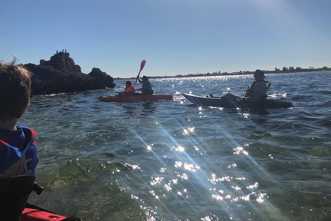 Penguin Island And Fremantle - Canoe, Chocolate & Coffee - Hervey Bay Accommodation 1