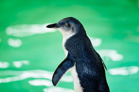 Penguin Island And Fremantle - Canoe, Chocolate & Coffee - Hervey Bay Accommodation 4