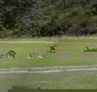 Yanchep  Lancelin - Wildlife Cave And Sands - Hervey Bay Accommodation