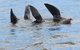 Twilight Sail Bruny Island - thumb 0