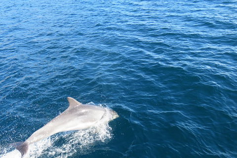 Twilight Sail Bruny Island - Hervey Bay Accommodation 5