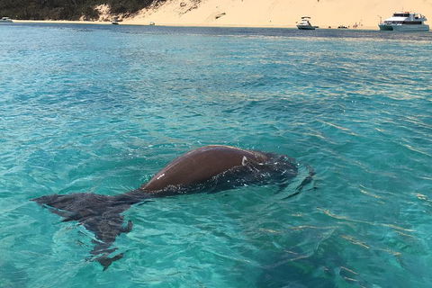 Cruise In Moreton Bay Marine Park And Moreton Island - Tourism Hervey Bay 2