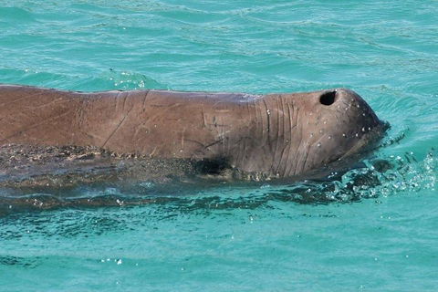 Cruise In Moreton Bay Marine Park And Moreton Island - Tourism Hervey Bay 3