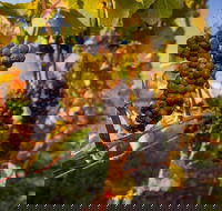Full Day Tamar Valley Wine Tour - Tourism Hervey Bay