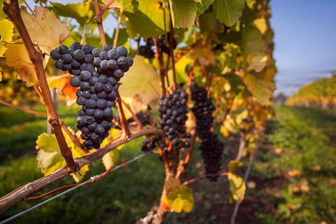 Half Day Tamar Valley Wine Tour - Tourism Hervey Bay 1