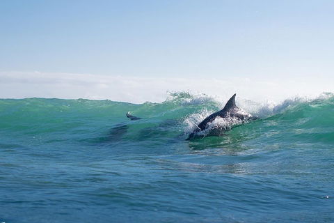 Private Tangalooma Wrecks Tour - Tourism Hervey Bay 2