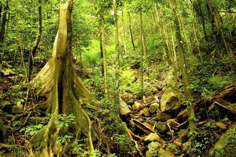 Cairns 4WD Waterfall And Rainforest Tour Including Kuranda Scenic Railway - Hervey Bay Accommodation 1