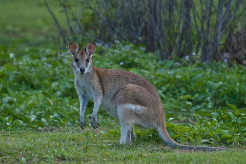 Cairns 4WD Waterfall And Rainforest Tour Including Kuranda Scenic Railway - Hervey Bay Accommodation 2