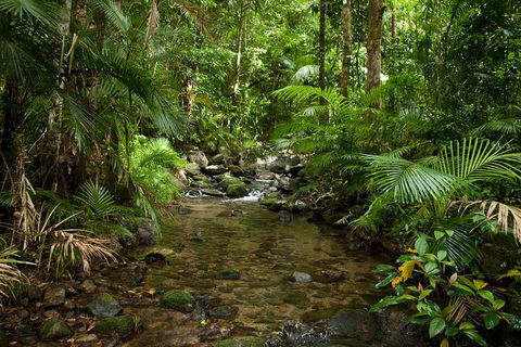 Cairns Reef And Rainforest Combo: Daintree Rainforest And The Great Barrier Reef - Hervey Bay Accommodation 1