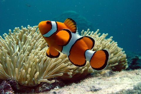 Cairns Reef And Rainforest Combo: Daintree Rainforest And The Great Barrier Reef - Hervey Bay Accommodation 2